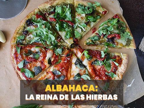 Albahaca: la reina de las hierbas para pizzas - Pxfuel.com